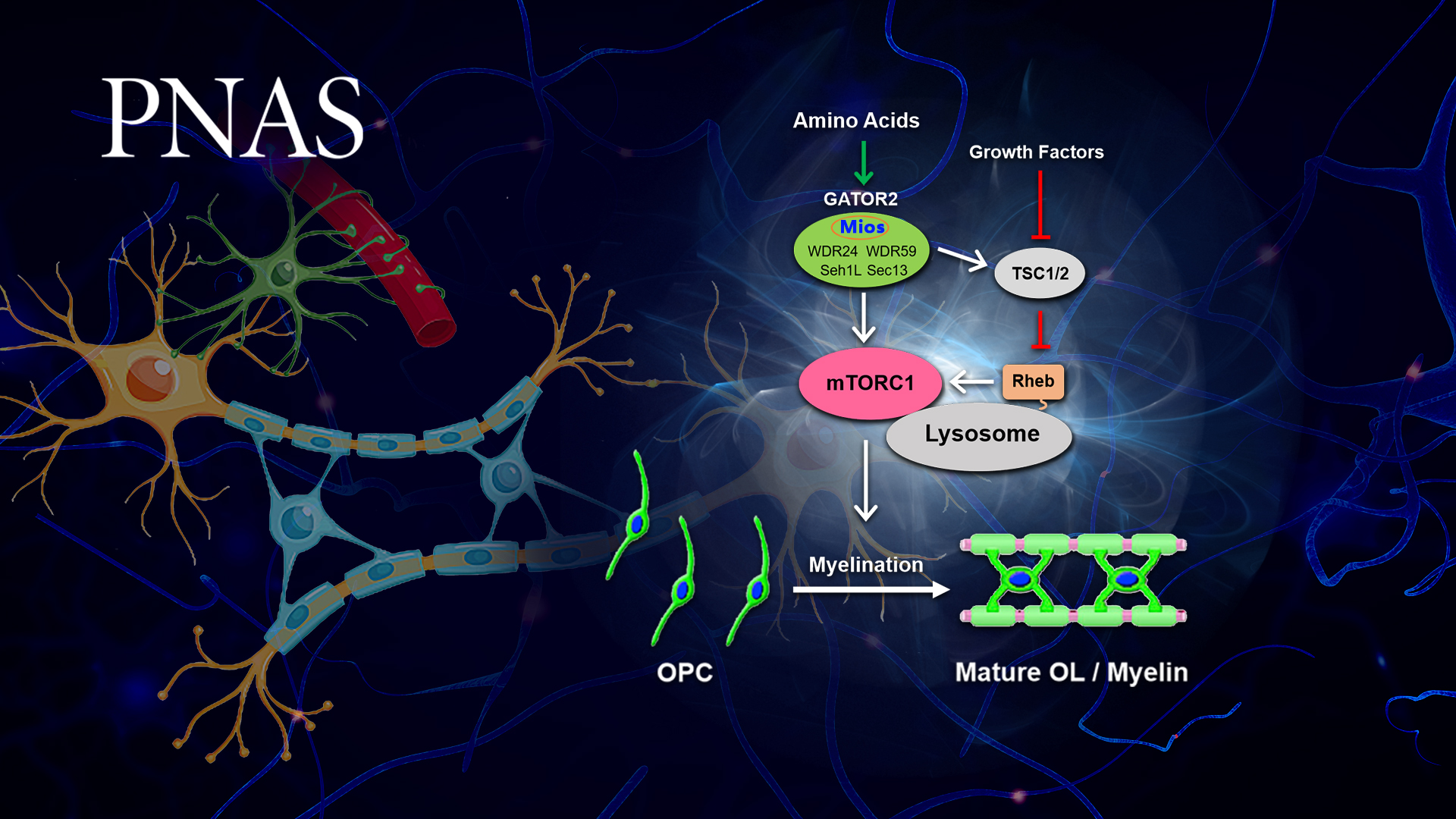 Research team discovers new mechanism for regulating brain myelination