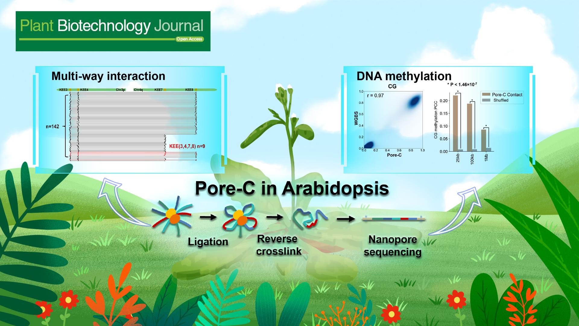 Researchers reveal multi-way interactions and associated DNA methylation modifications in Arabidopsis using Pore-C technology