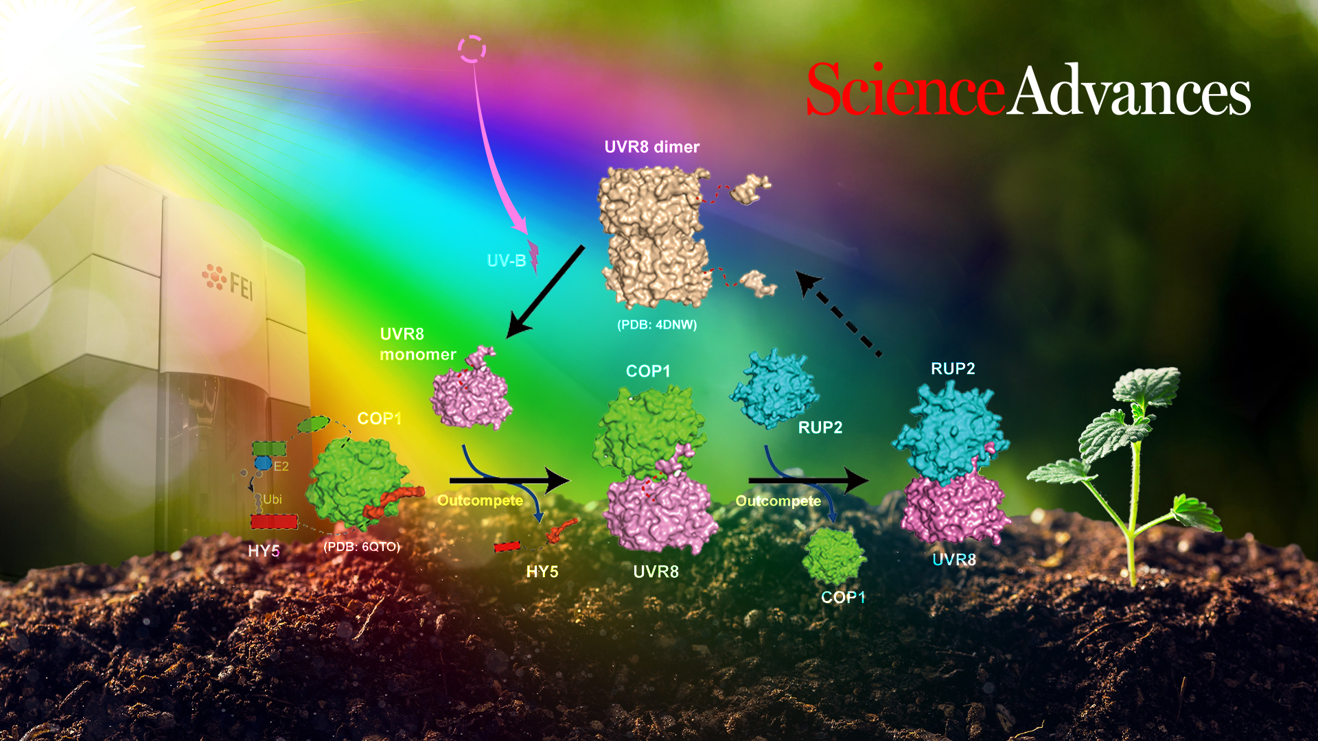 Researchers reveal structural mechanism underlying interaction of UVR8 and COP1