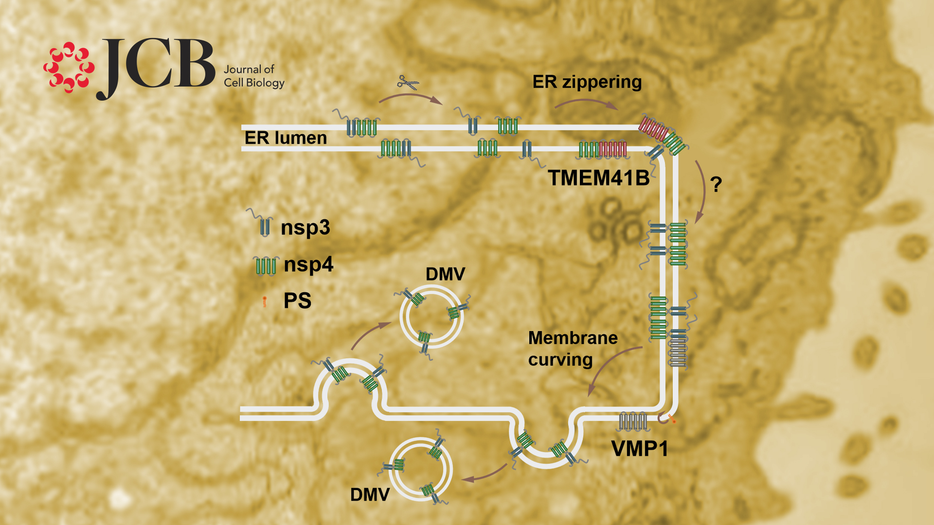 Researchers reveal that VMP1 and TMEM41B are key host factors for DMV formation during β-coronavirus infection