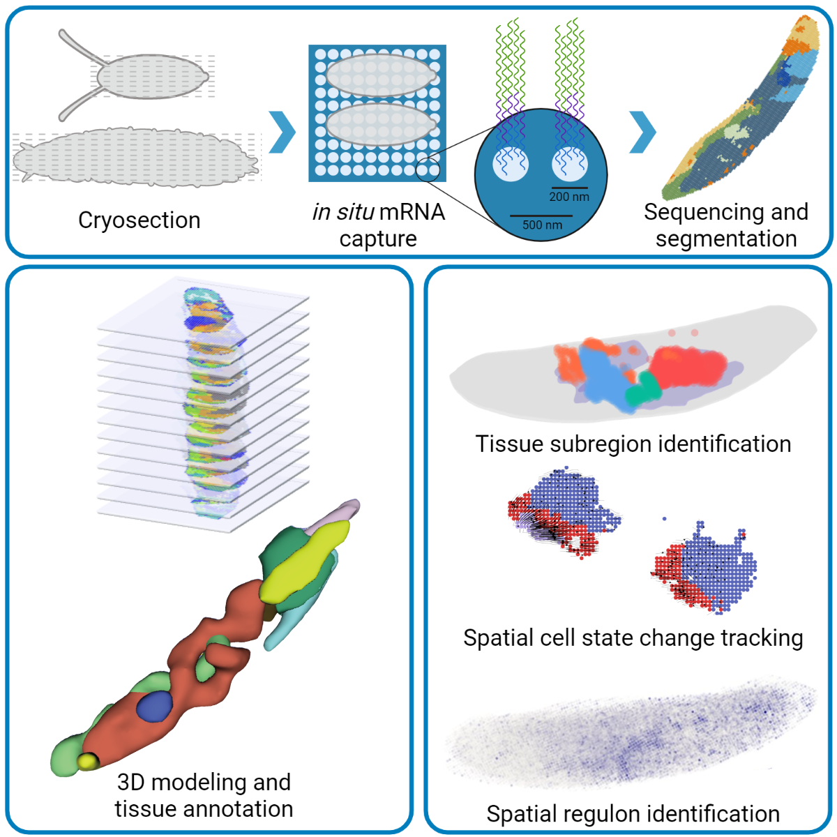 Spatiotemporal transcriptomic maps of whole mouse embryos at the