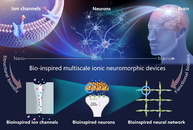 Researchers make series of advances in field of ionic neuromorphic devices