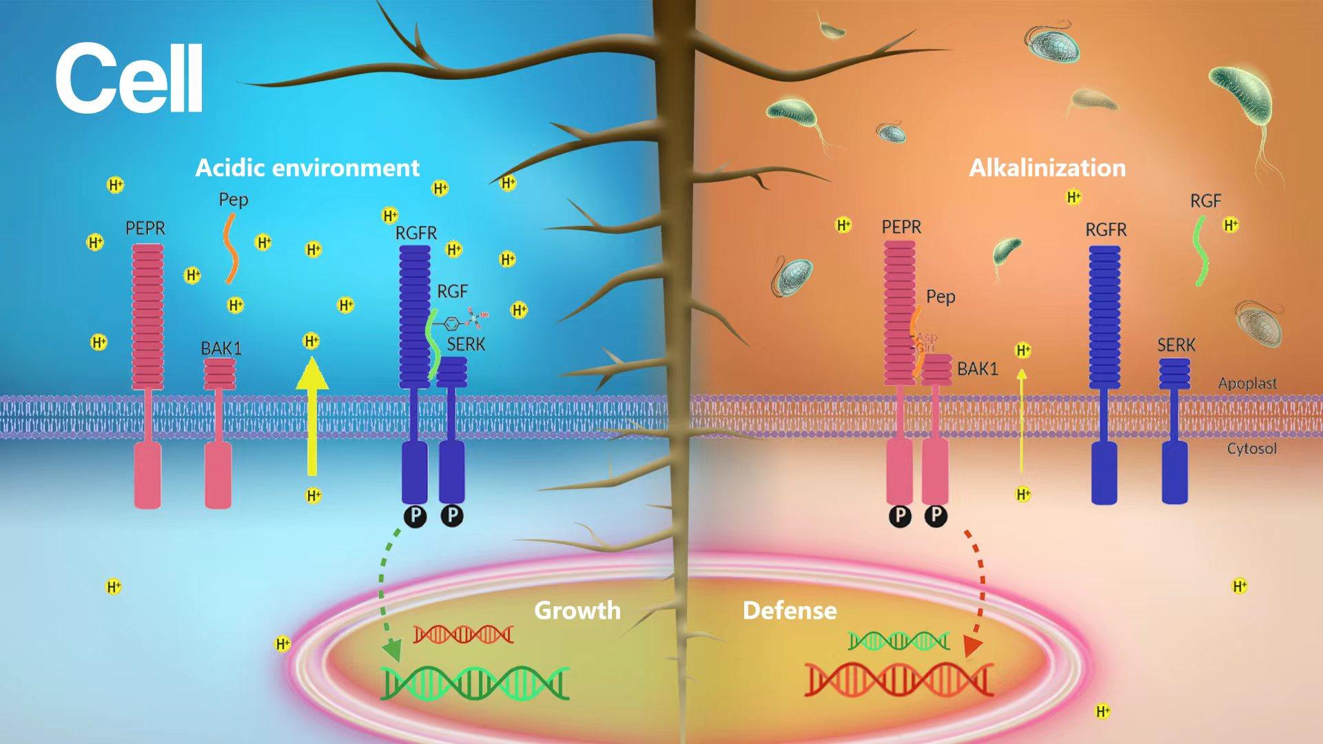 Researchers make advances in mechanism of extracellular pH sensing in plants