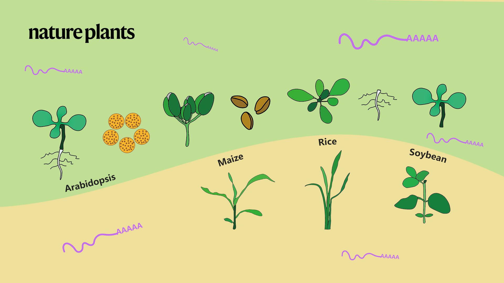 Researchers reveal conserved and specific regulation of poly(A) tail length in plants