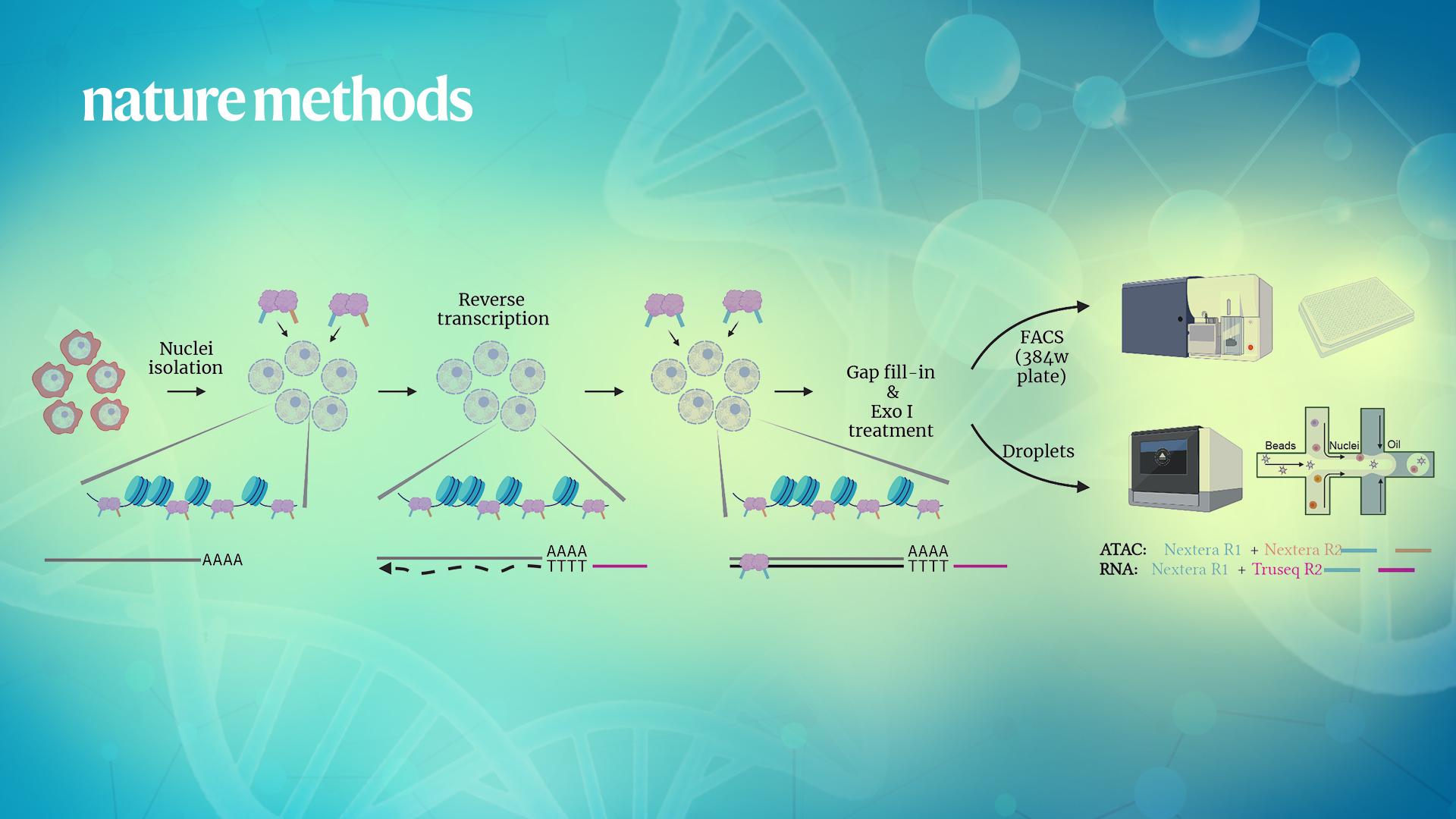 Researchers develop technology for characterisation of cell types