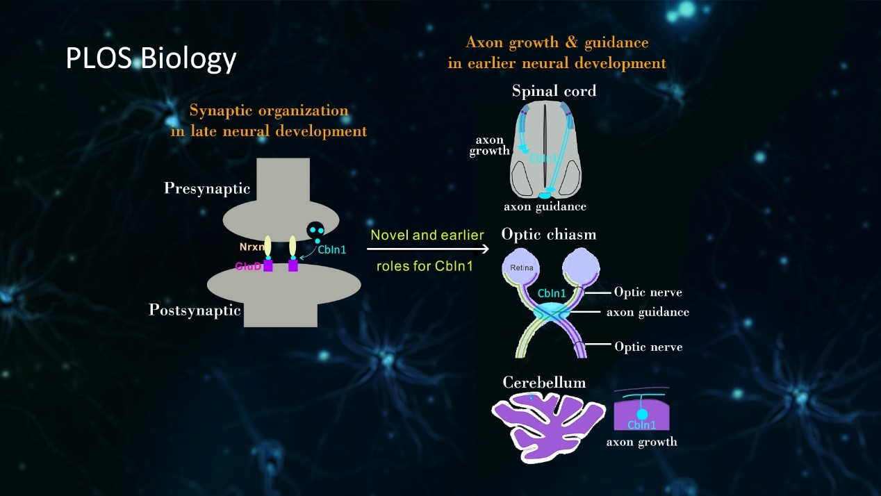 Synapse organizer Cbln1 regulates axon growth and guidance in earlier neural development