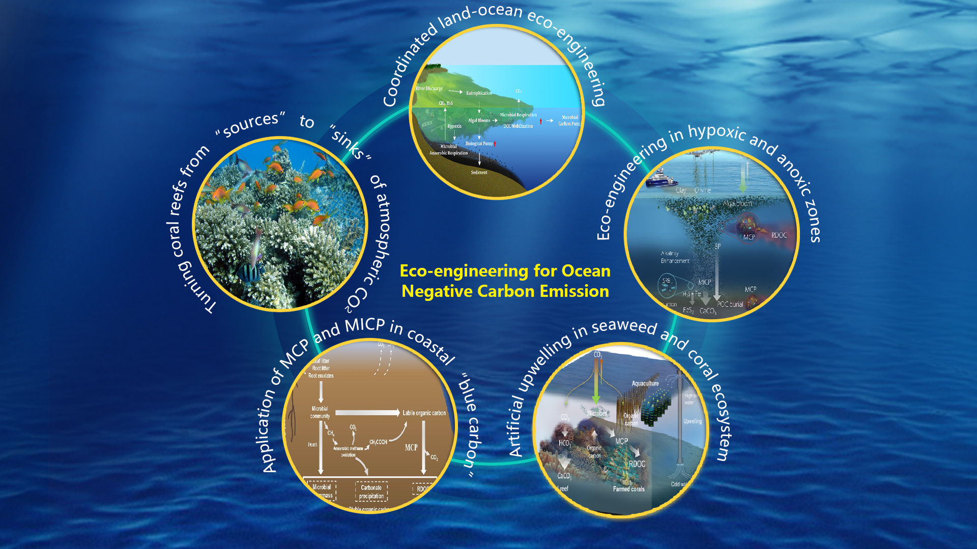 Researchers collaborate to advocate eco-engineering approaches for ocean negative carbon emission