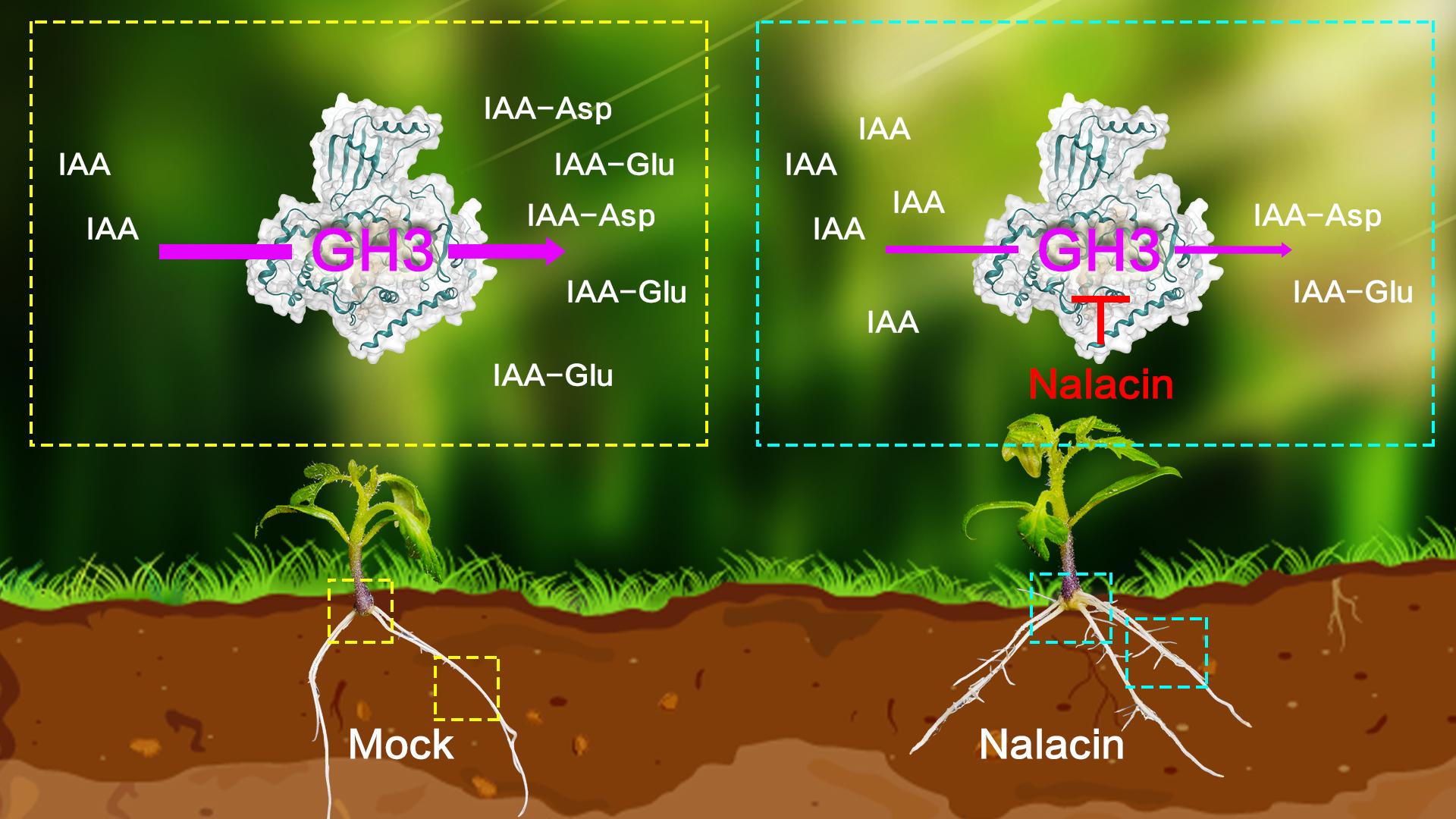 Researchers identify new chemical inhibitor of GH3 amido synthetase that mediates auxin levels in planta