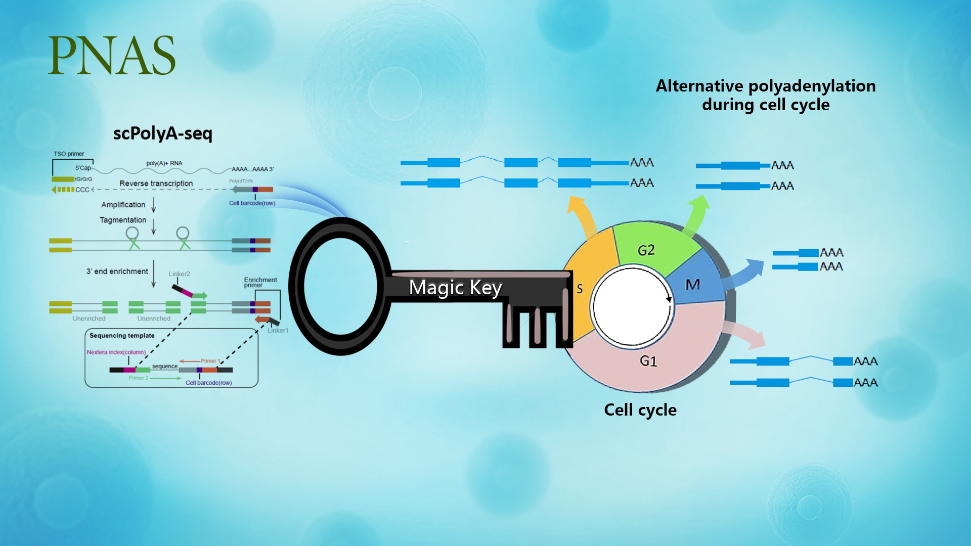 Researchers discover that switch of PolyA site usage plays important role in cell cycle regulation through development of single-cell polyA sequencing