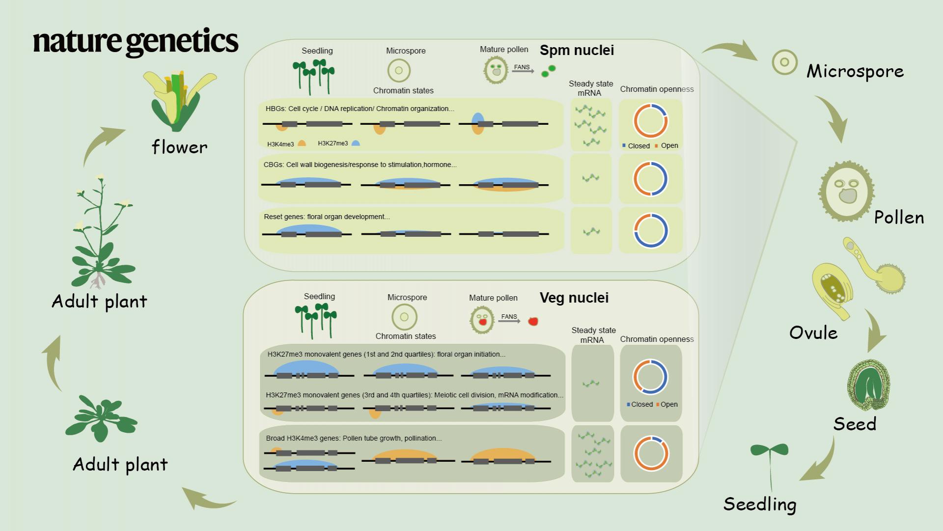 Reprogramming of epigenome in Arabidopsis male gametophyte