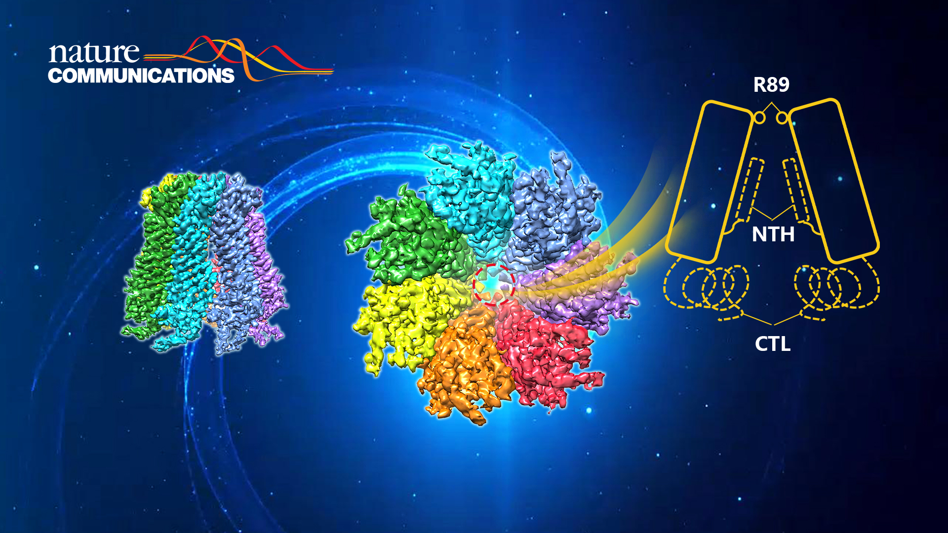 Researchers determine cryo-EM structure of Pannexin 2