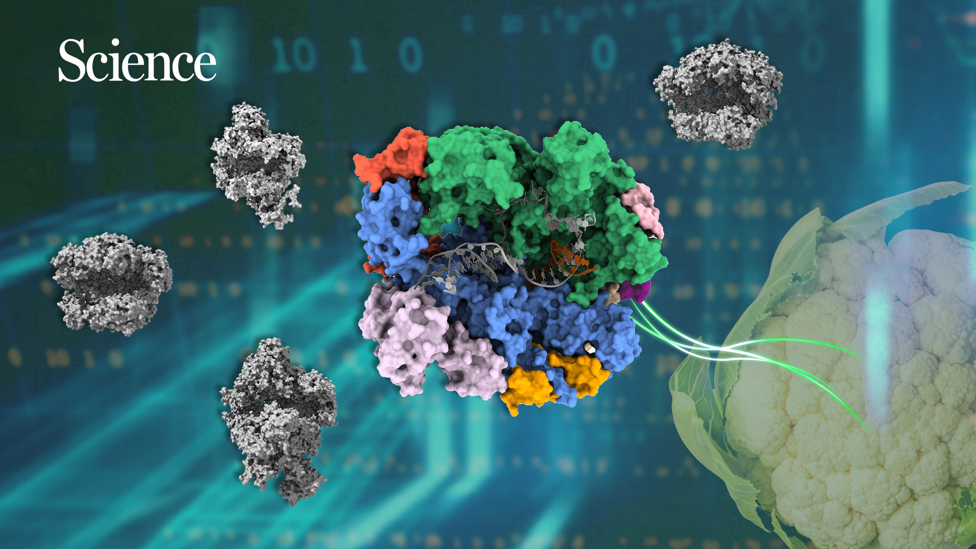 Researchers make breakthrough in plant DNA methylation