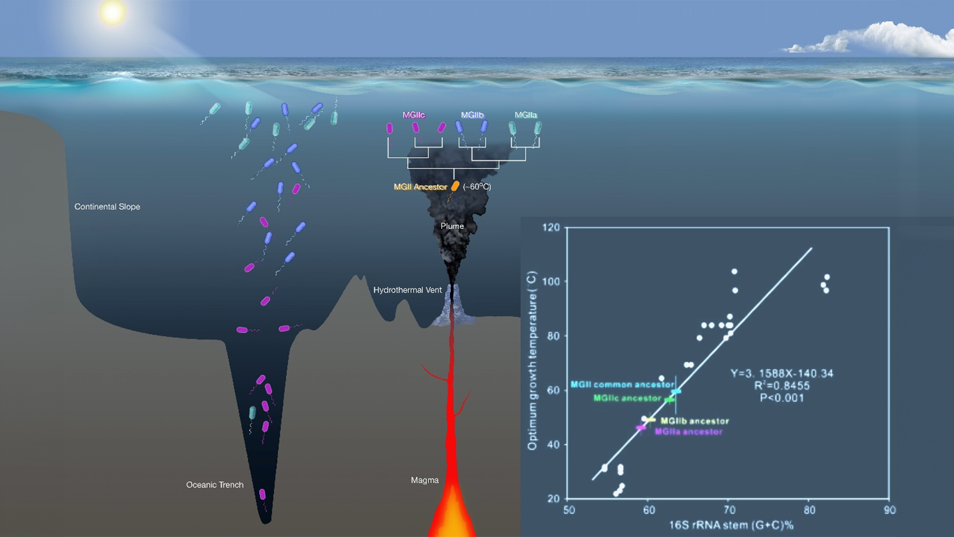 Researchers reveal origin and evolution of marine planktonic archaea functioning in organic carbon cycle