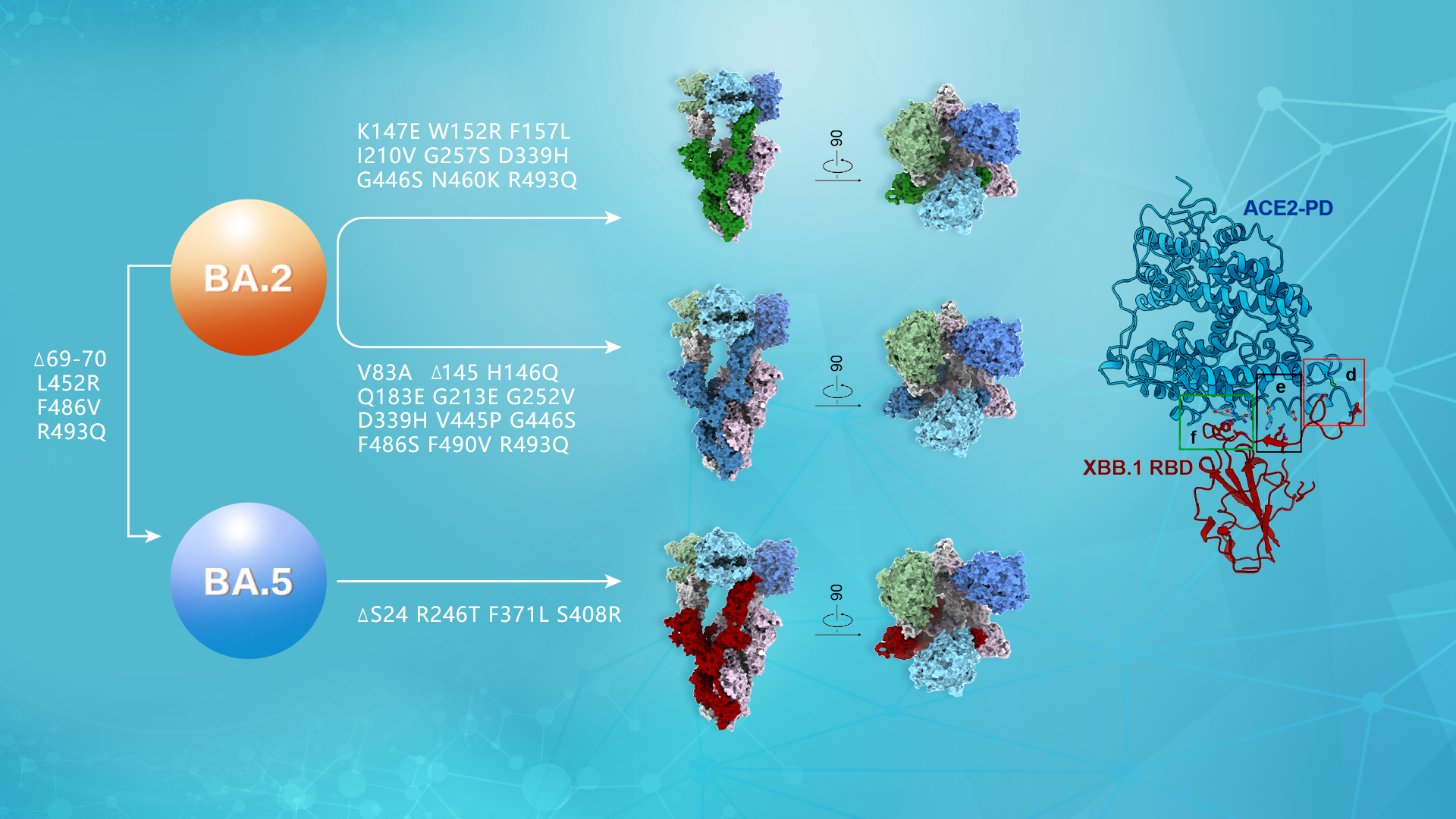 Researchers analyze molecular mechanism of SARS-CoV-2 Omircon variants invading host cells