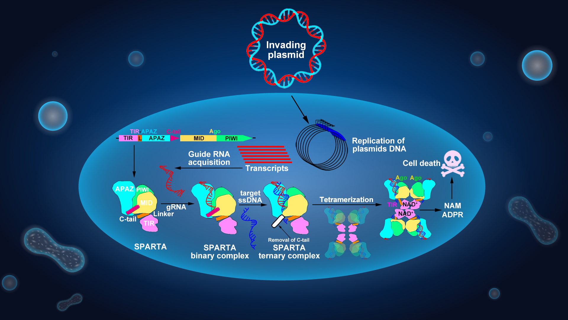 Researchers reveal molecular mechanism of ssDNA-activated NADase activity of prokaryotic SPARTA immune system