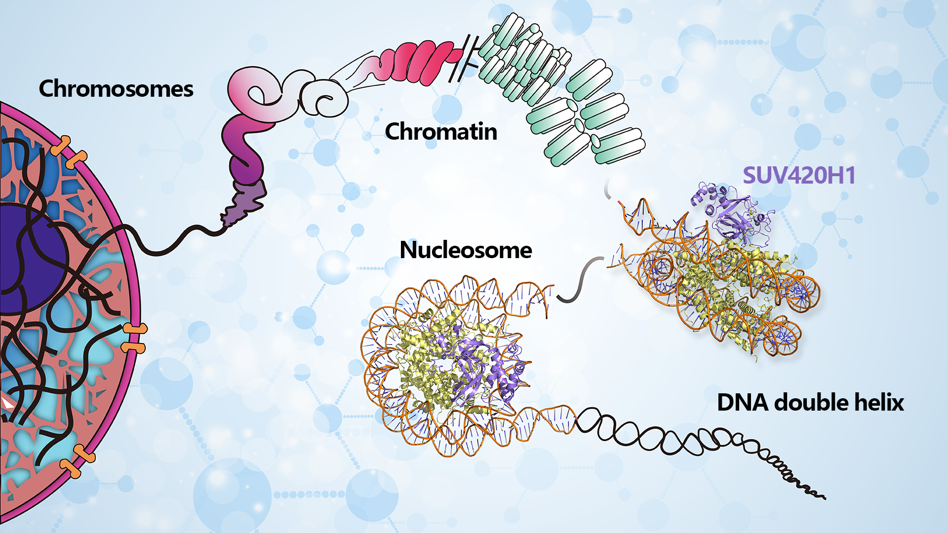 Researchers reveal molecular mechanism of nucleosome recognition and methylation by SUV420H1