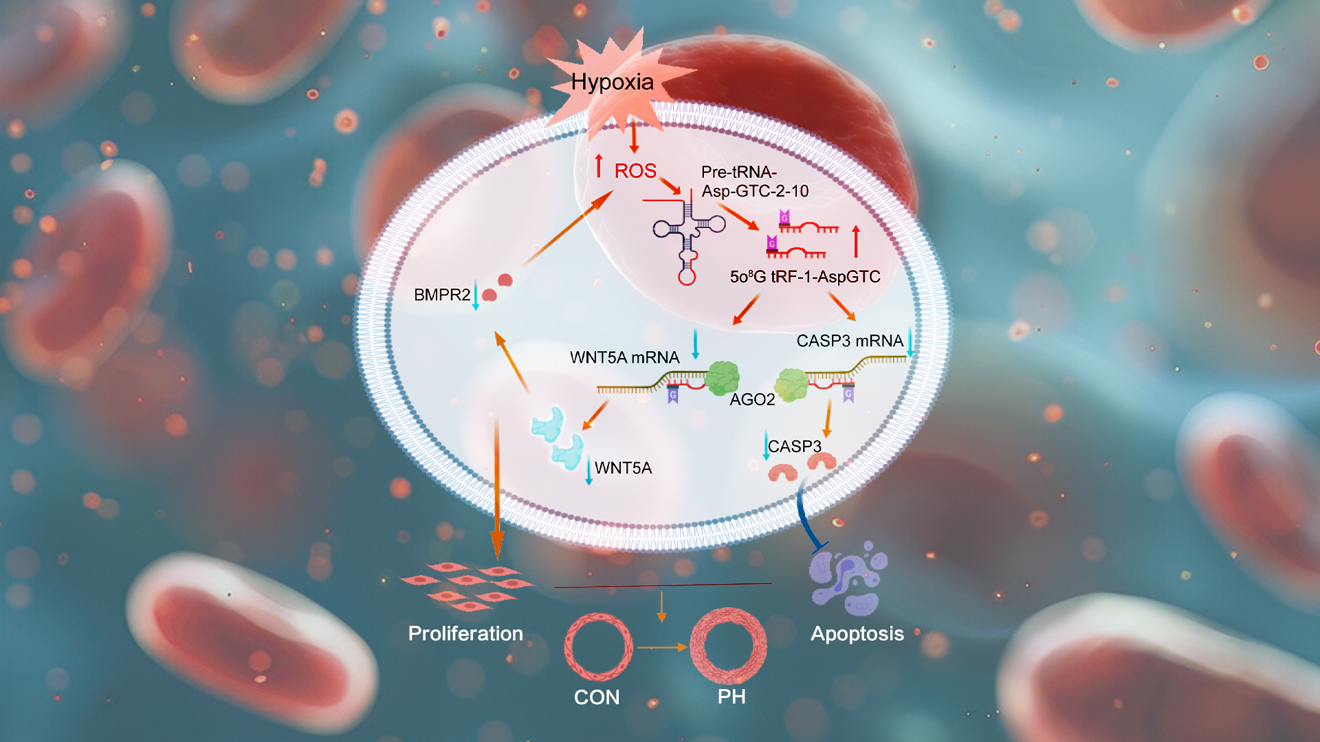 Researchers find that site-specific o8G modification of tRF-1-AspGTC emerges as promising target for pulmonary hypertension therapy