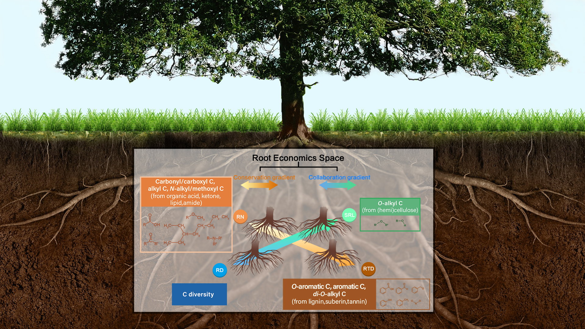 Researchers highlight molecular-level carbon traits underlying multidimensional fine-root economics space