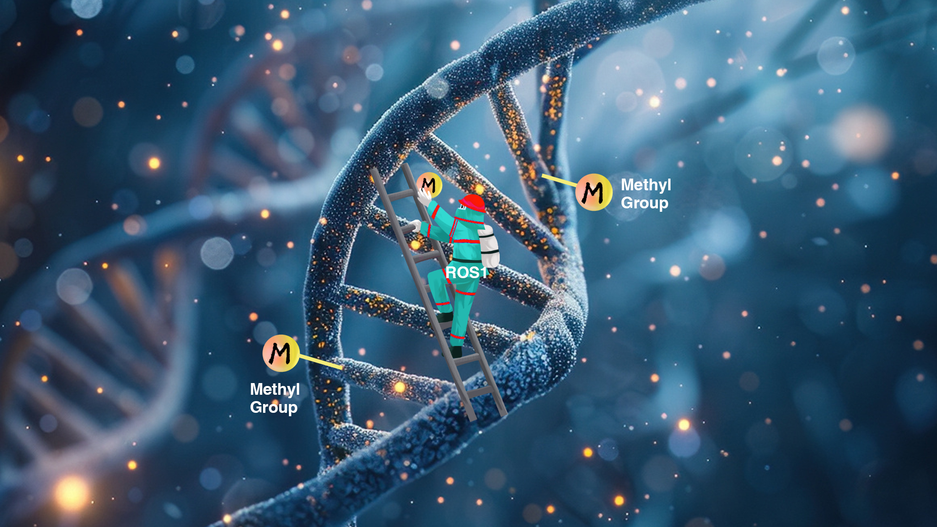 Researchers reveal mechanisms of transgenerational DNA methylation control