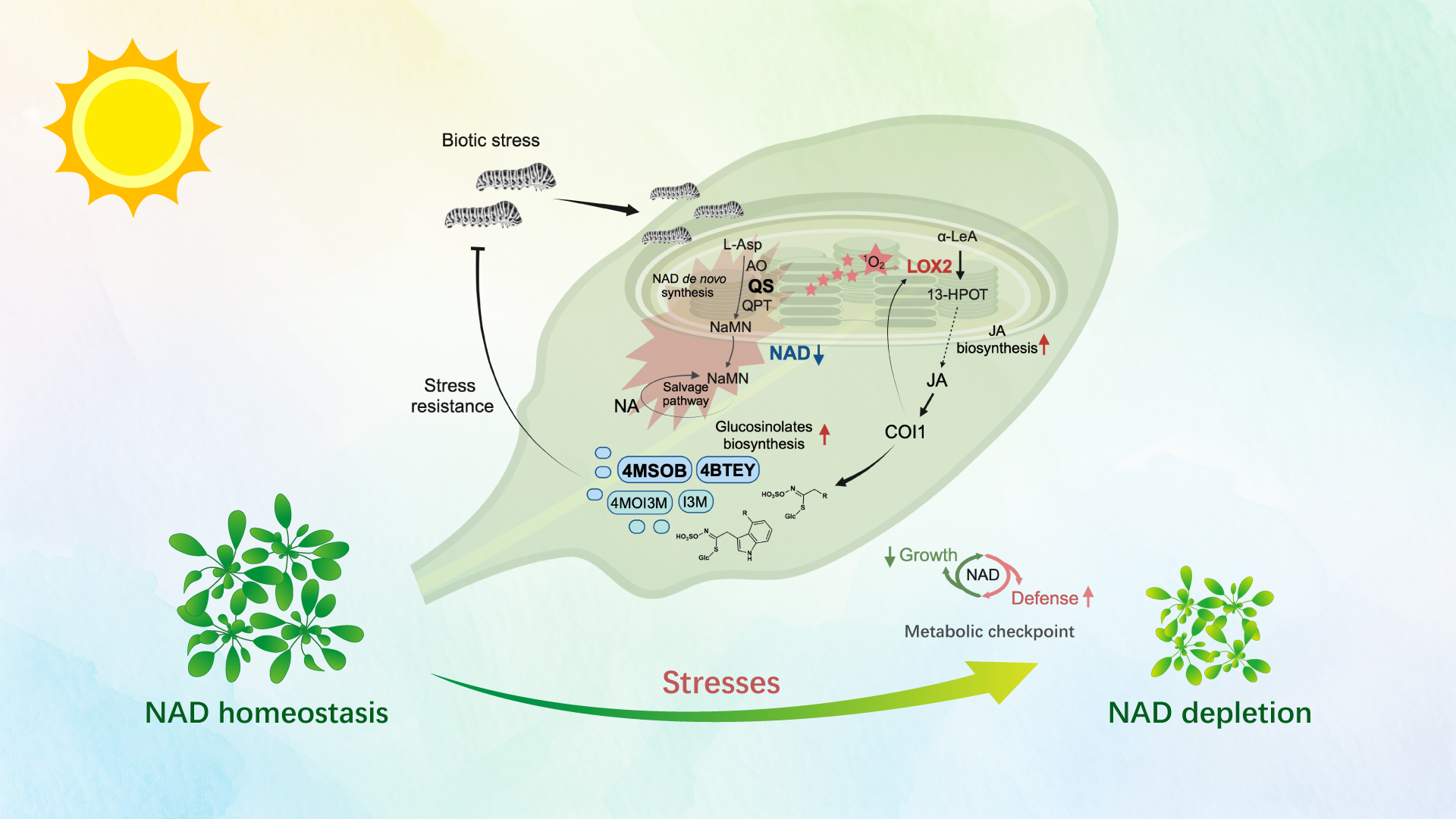 Researchers reveal molecular mechanisms underpinning NAD+ deficiency-induced resistance via priming plant defense metabolism