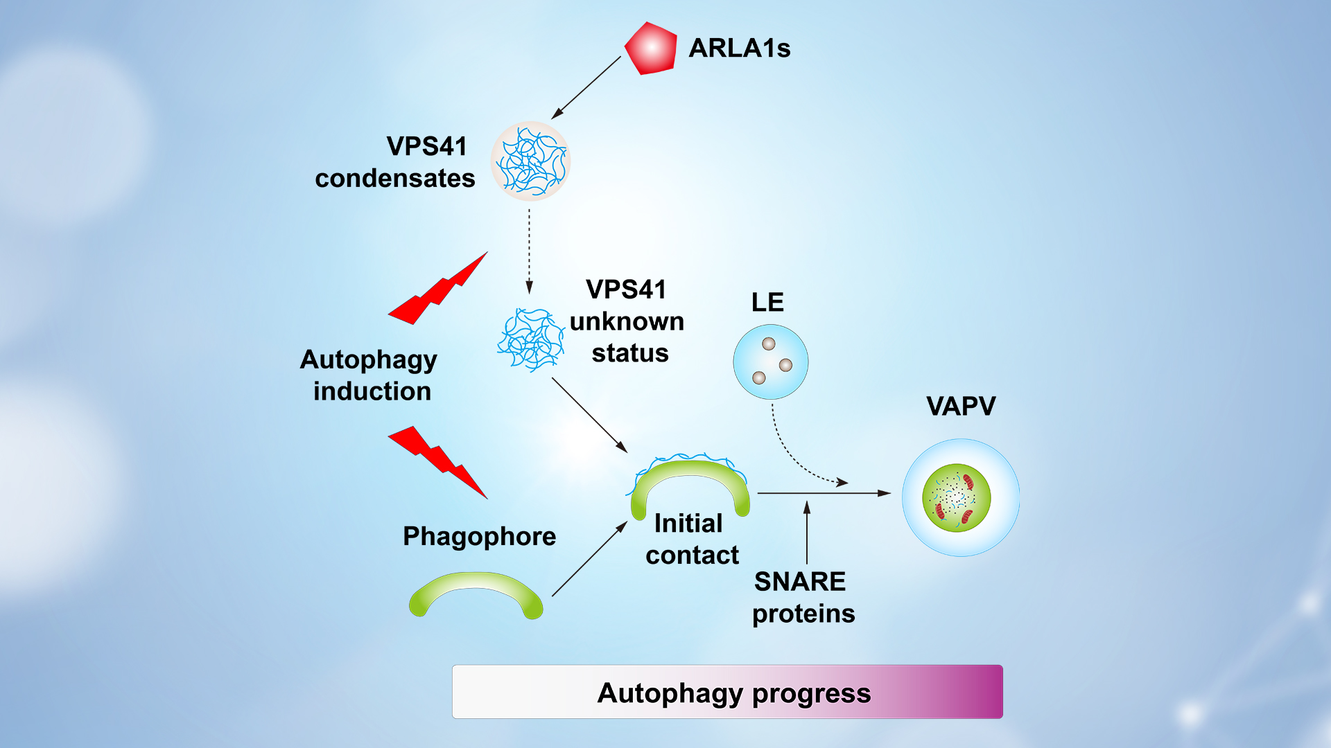 Researchers reveal condensates-to-VAPVs conversion pathway regulating autophagy degradation in plants