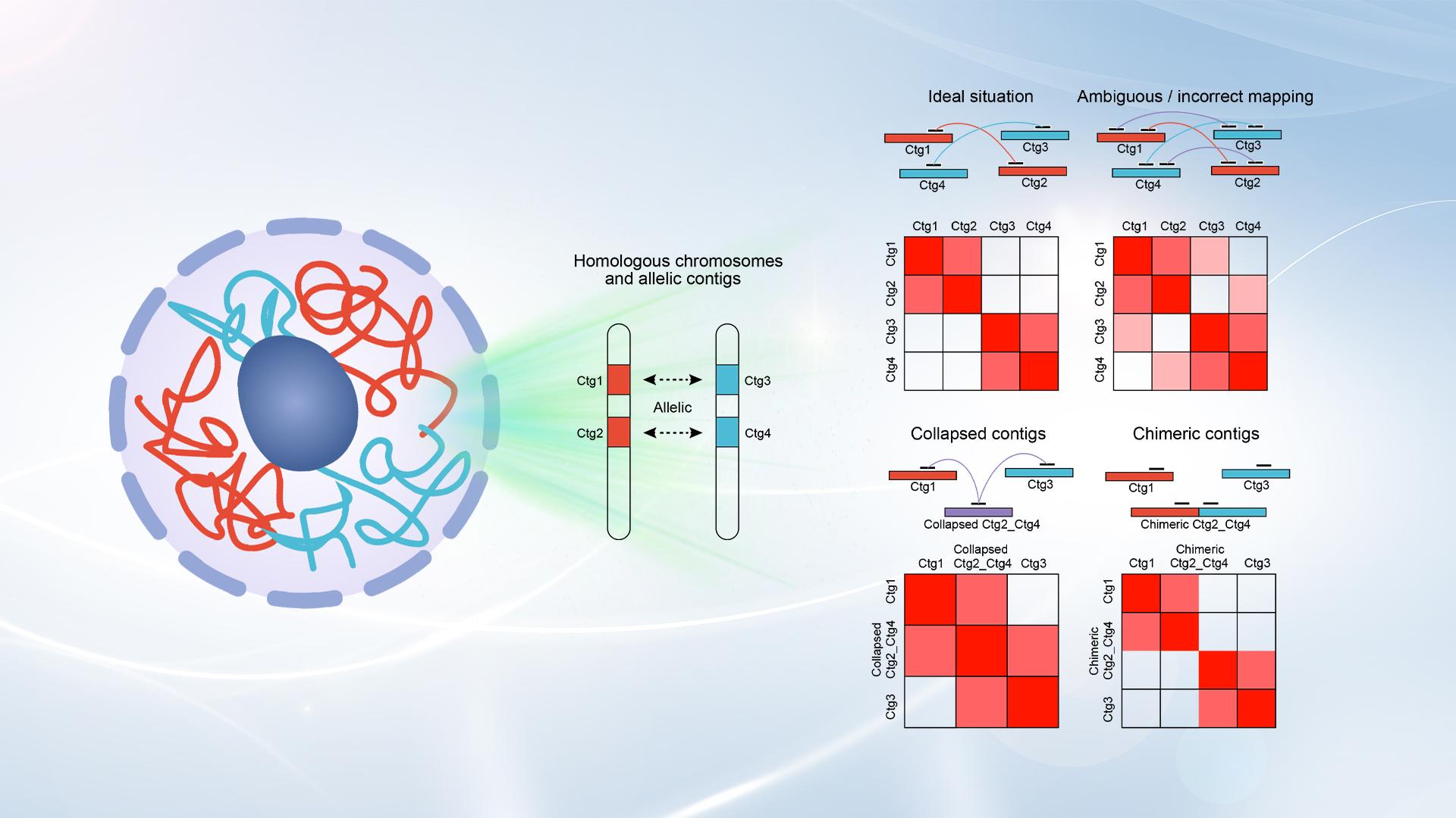 Researchers achieve de novo scaffolding of chromosome-level haplotypes using Hi-C data