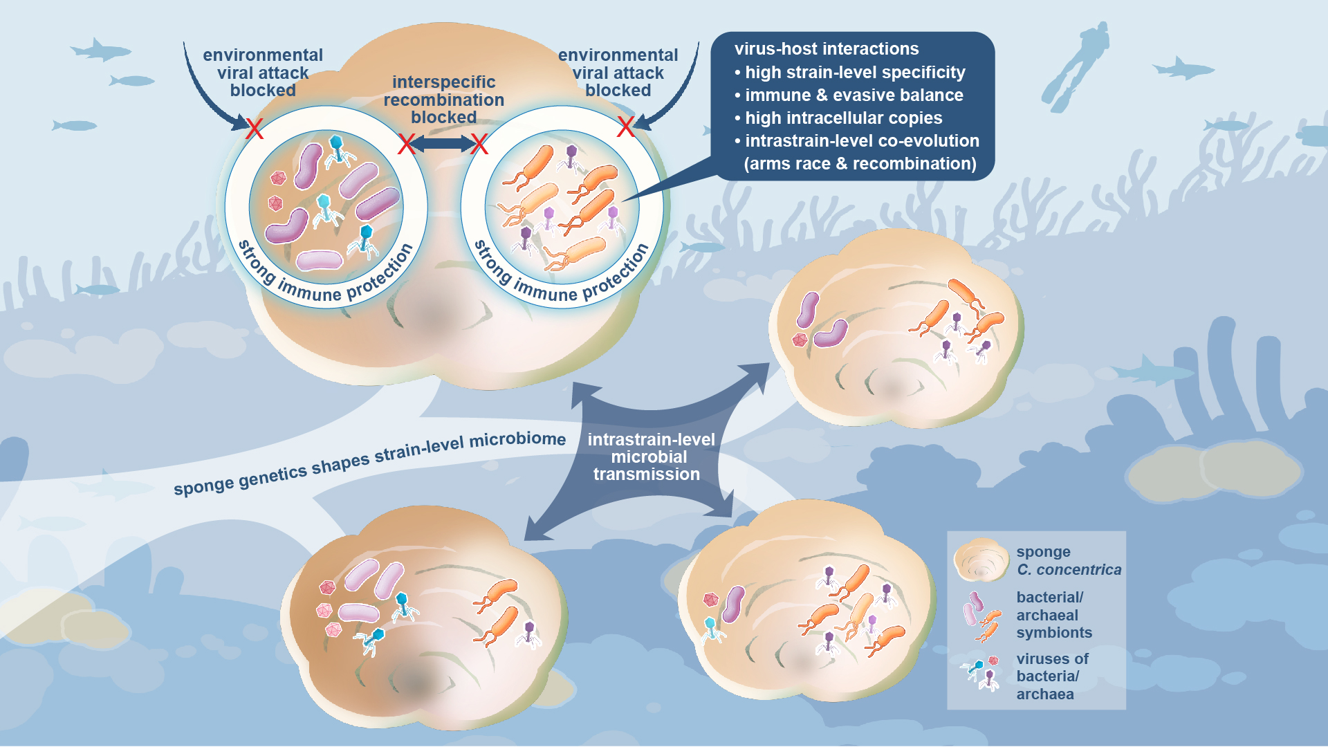 Researchers reveal mechanism behind generation of tremendous genetic diversity in marine microbial symbiosis