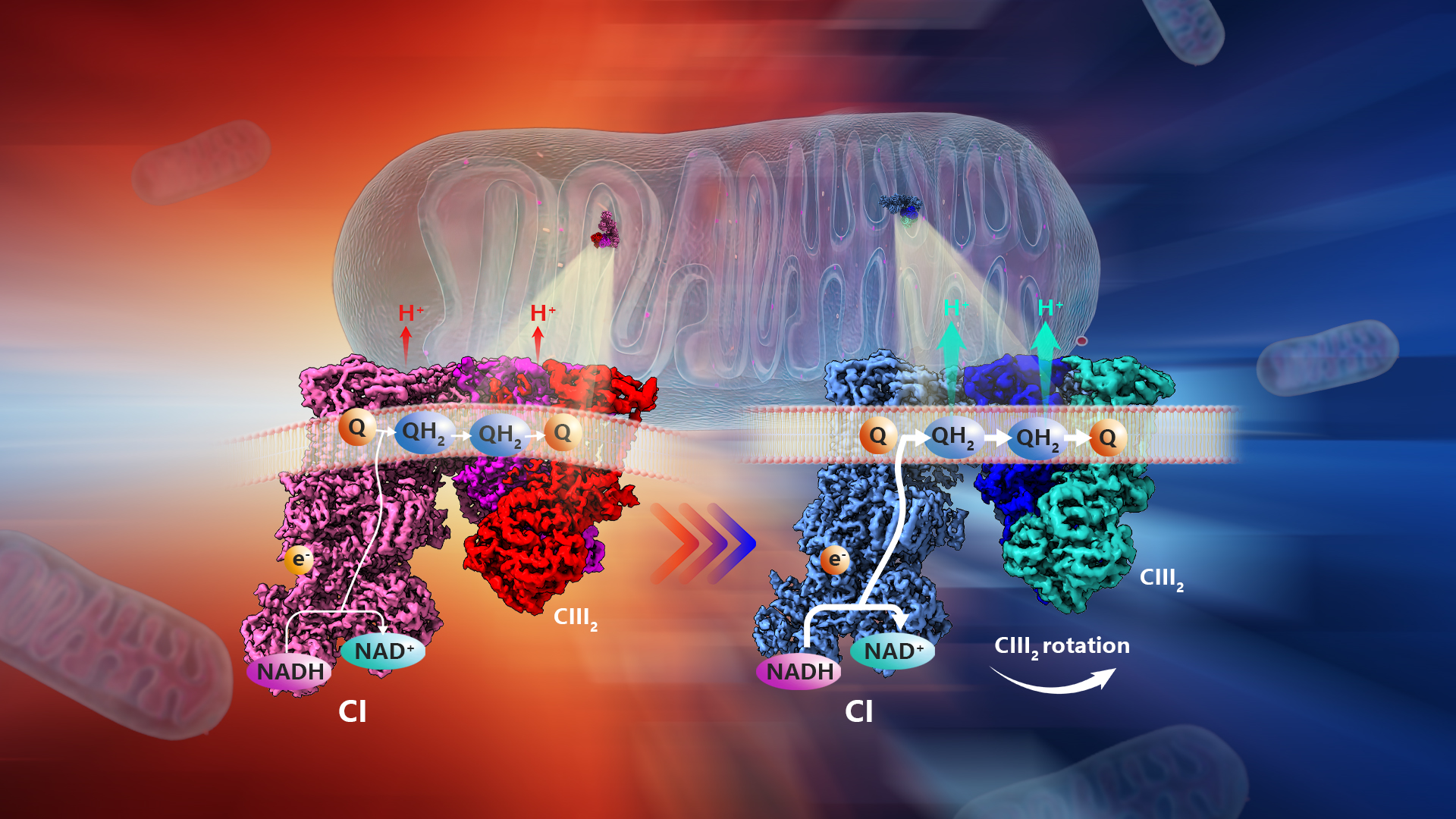 Researchers uncover mechanism behind structural changes in respiratory complexes of cold-adapted brown adipocyte mitochondria