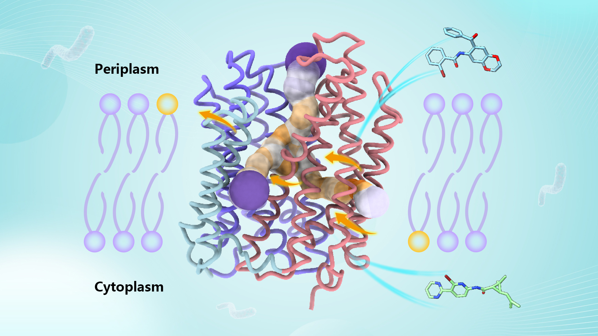 Researchers uncover transport and inhibition mechanisms of Mycobacterium tuberculosis drug efflux pump