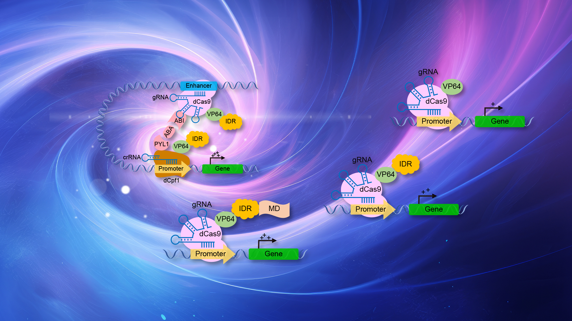 Researchers develop highly efficient CRISPR transcriptional activation tool based on multivalent molecules