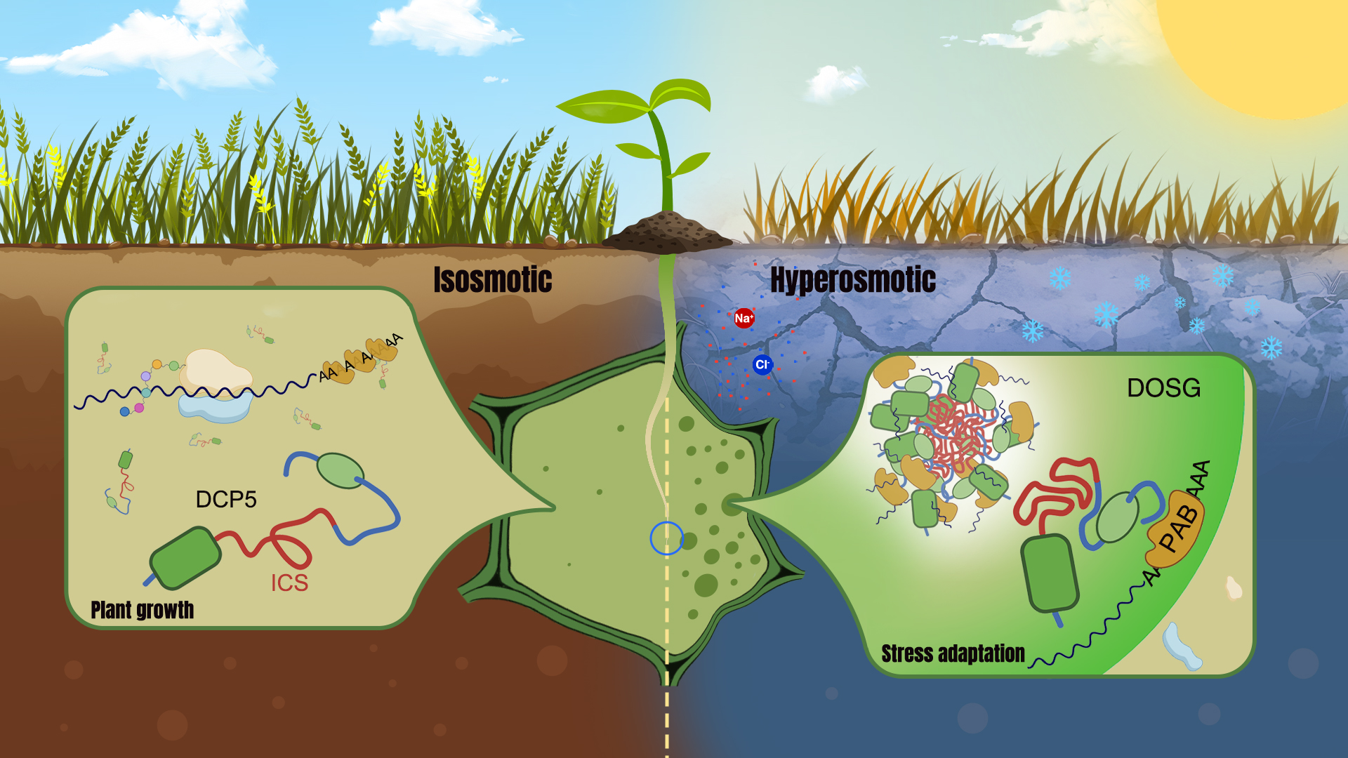 Researchers uncover cytoplasmic osmosensing mechanism mediated by DCP5 protein