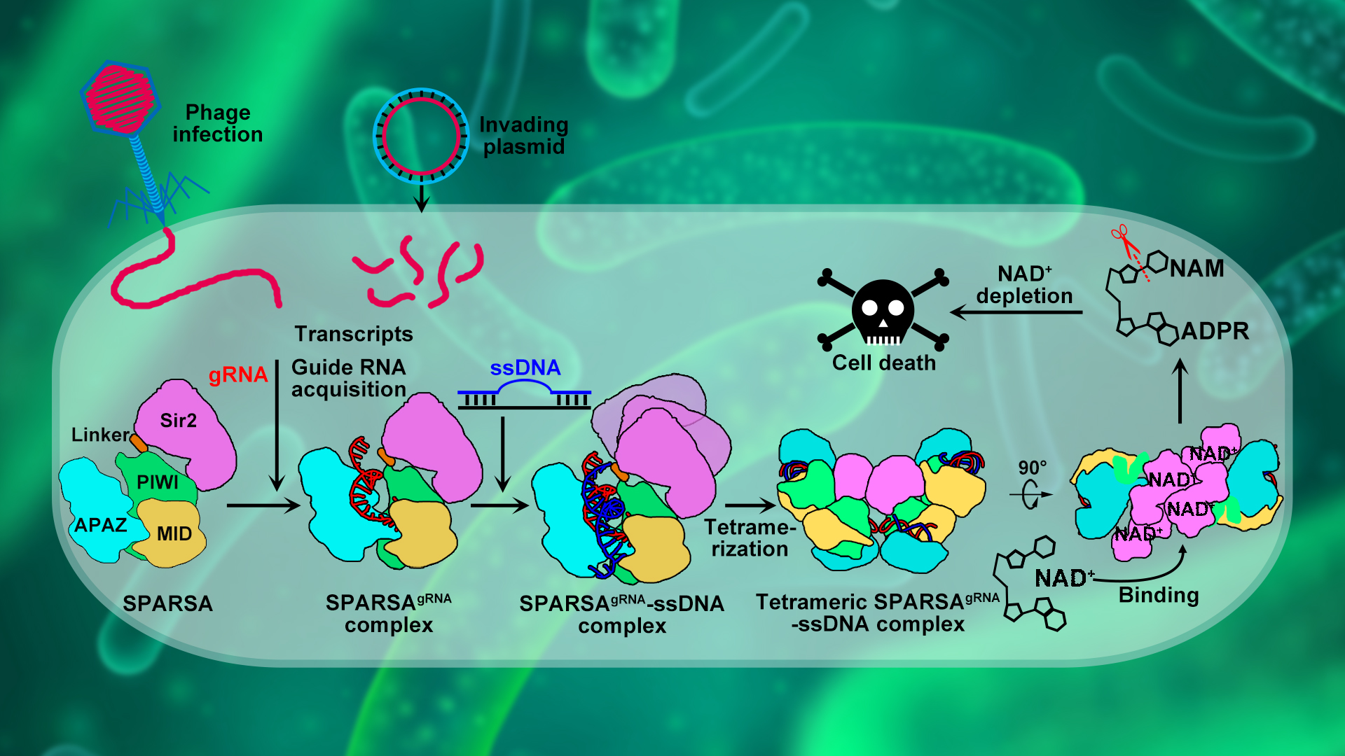 Researchers reveal molecular mechanism of ssDNA-activated NADase activity of prokaryotic SPARSA immune system