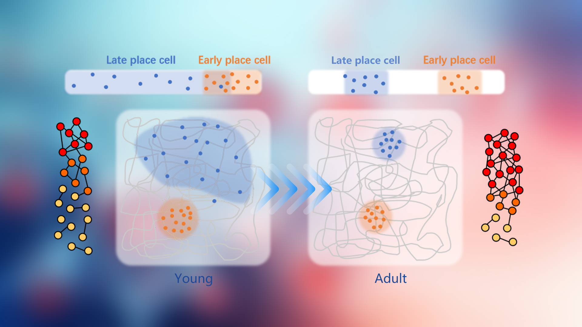 Researchers discover mechanisms underlying development of spatial cognition