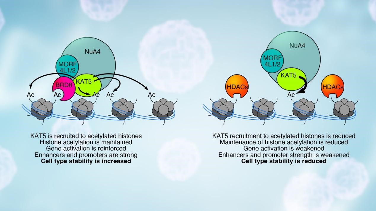 Unveiling core mechanisms of how BRD8 regulates stem cell pluripotency