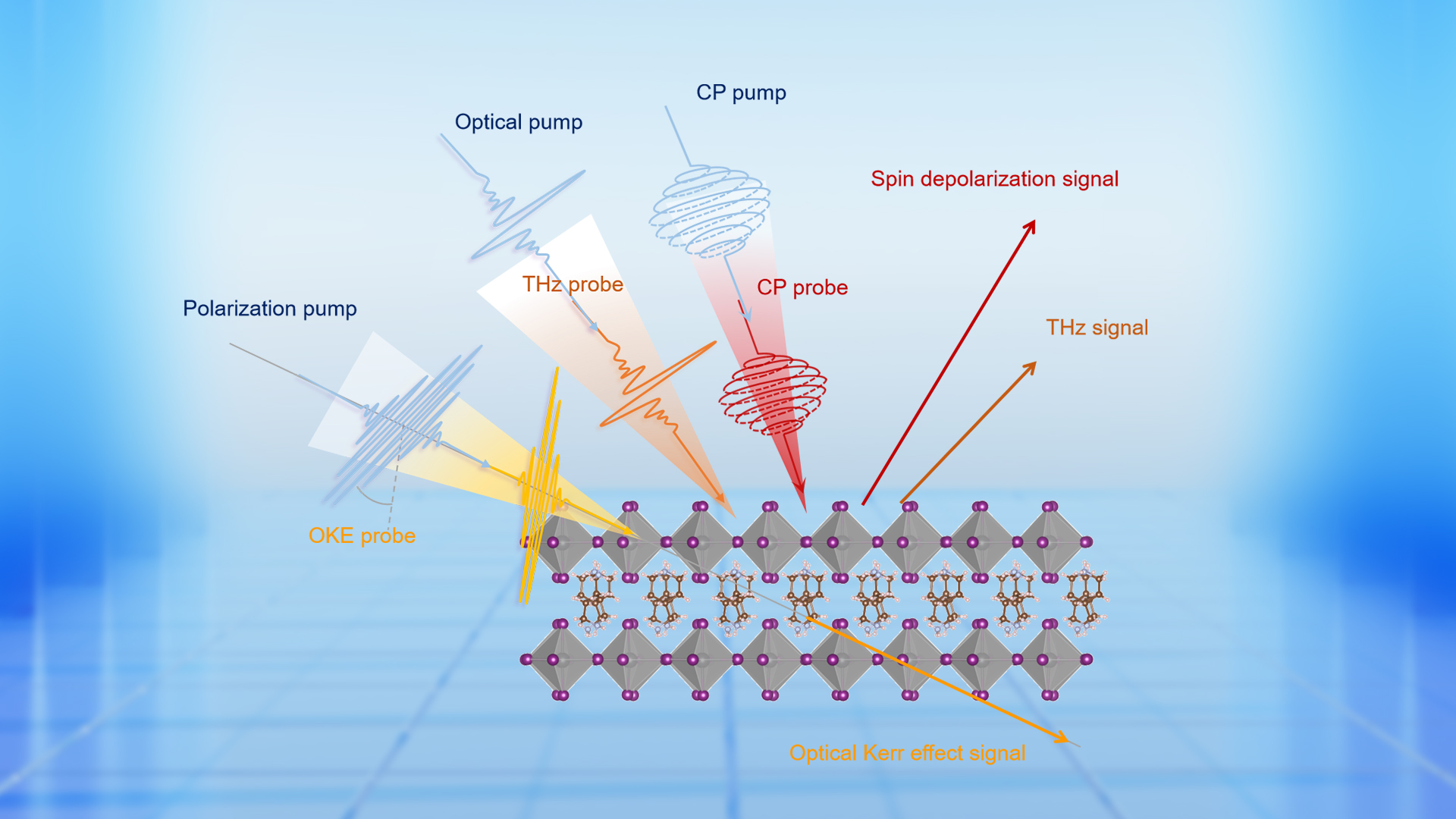 Understanding spin dynamics and polaron formation in Dion−Jacobson lead halide perovskites