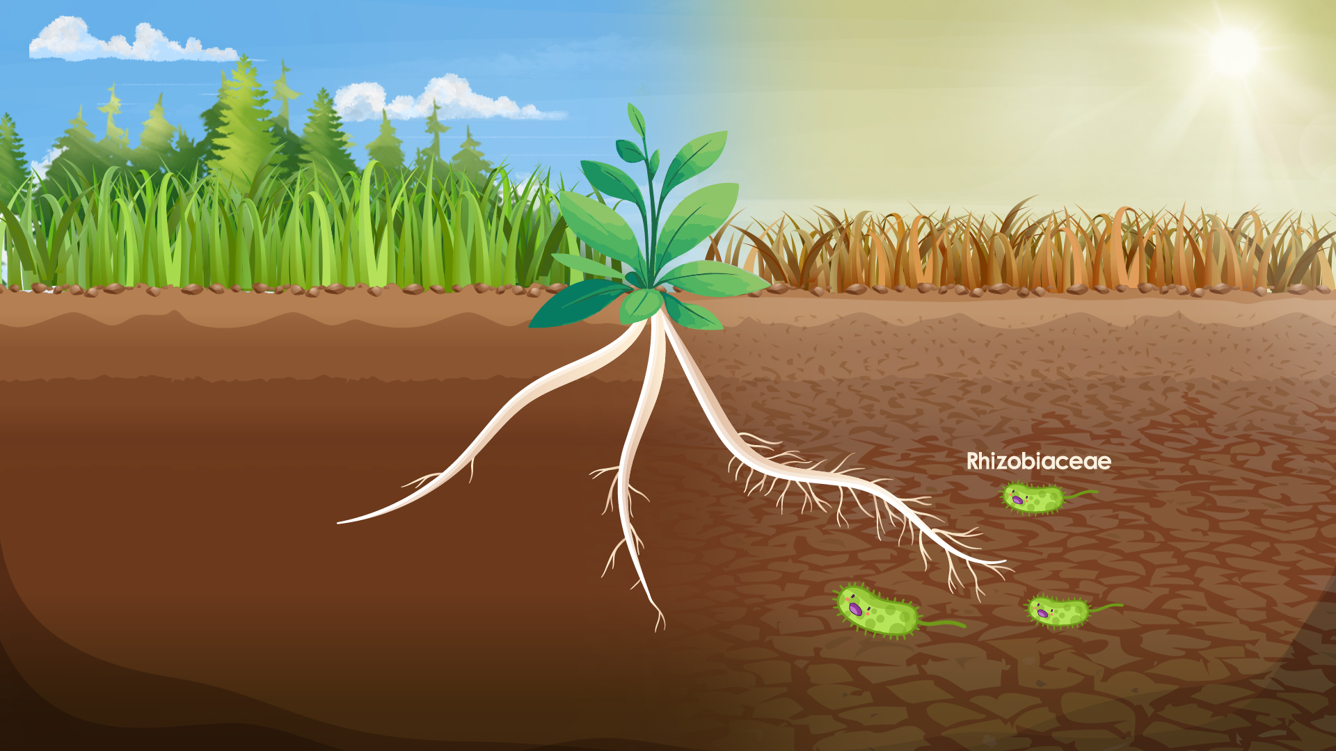 Researchers reveal genetic and ecological mechanisms of plants shaping drought-resistant microbiomes