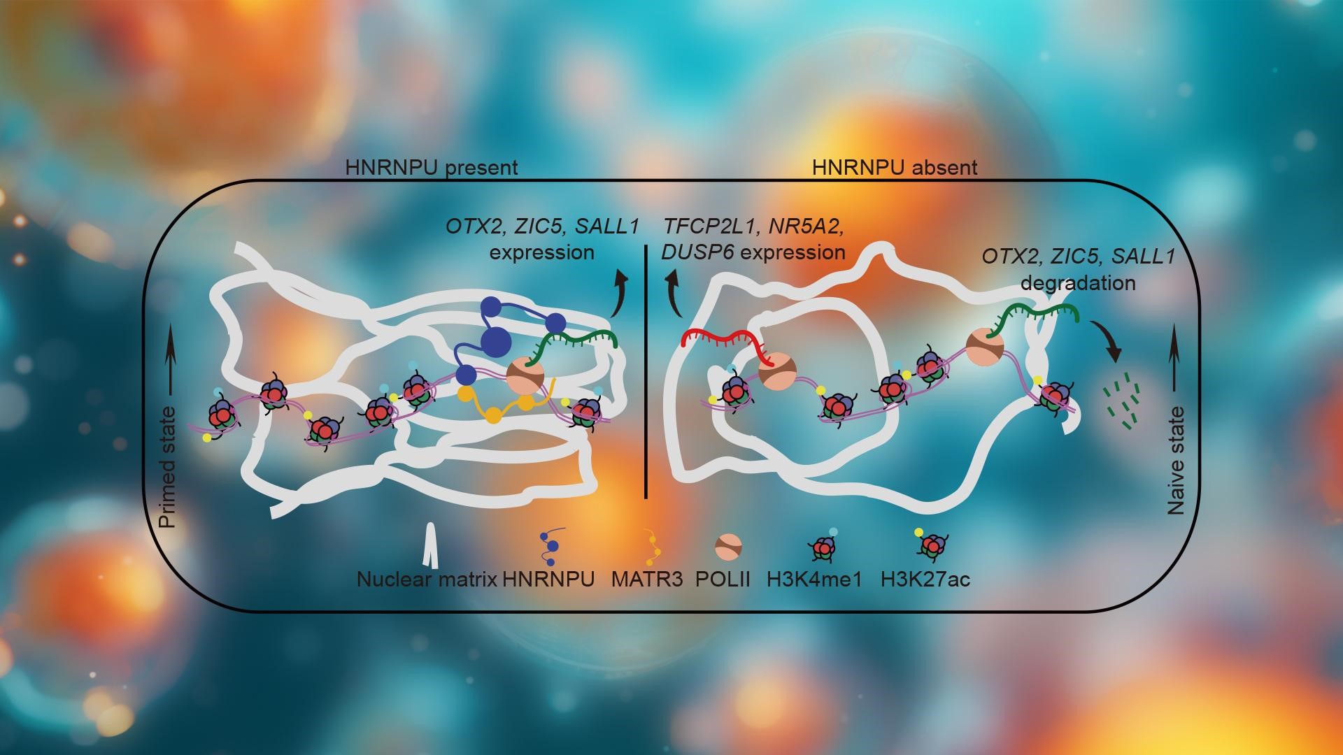 Researchers unveil novel mechanism of nuclear matrix regulation in pluripotency states