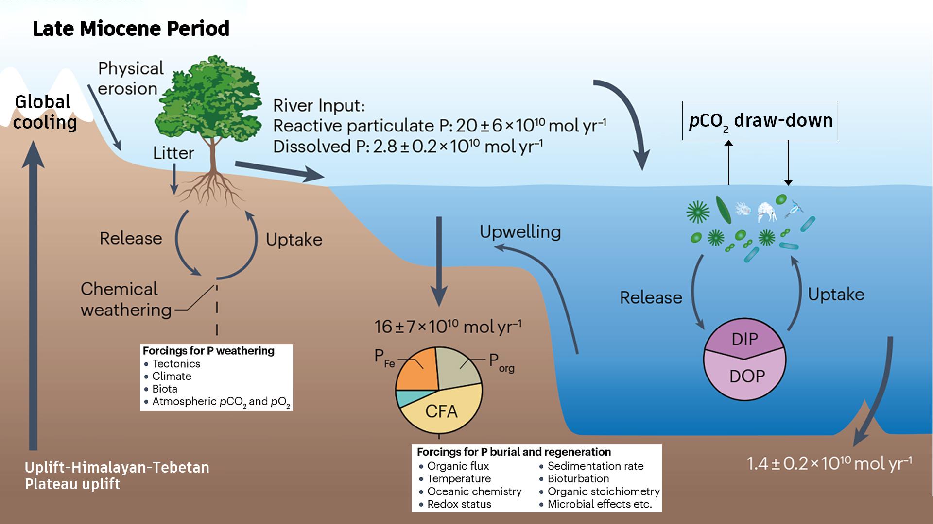 Researchers reveal mechanism of global cooling driven by enhanced phosphate weathering in Late Miocene