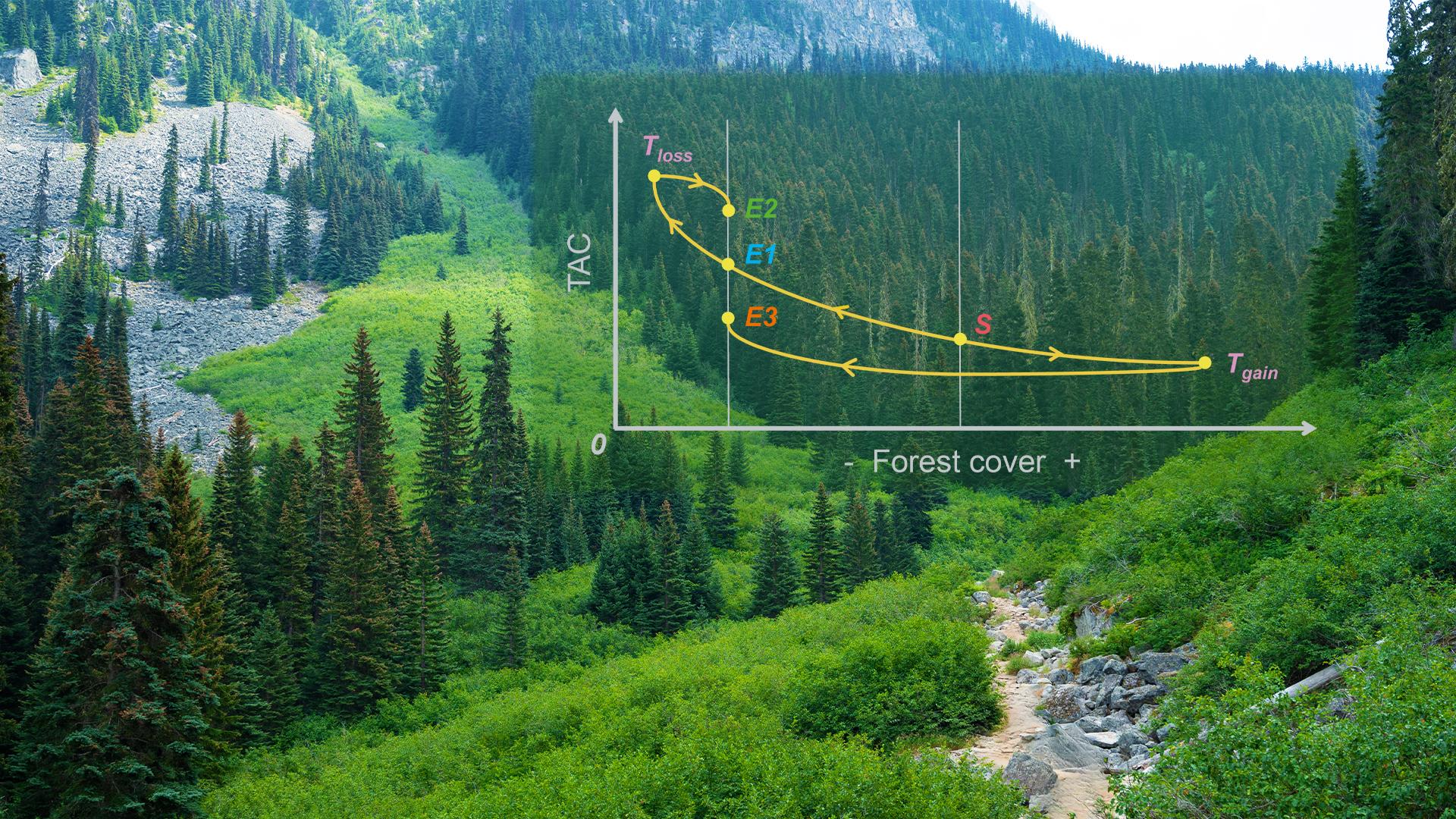 Researchers highlight asymmetric sensitivity of boreal forest resilience to forest gain and loss