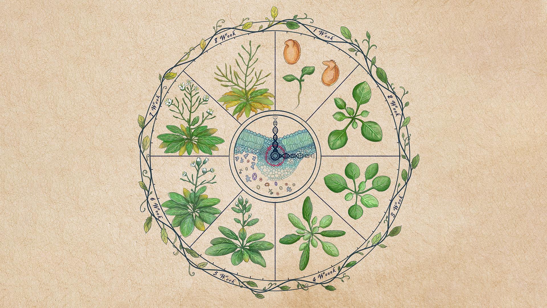 Researchers collaborate to unveil leaf senescence and nutrient source-sink allocation at single-cell level