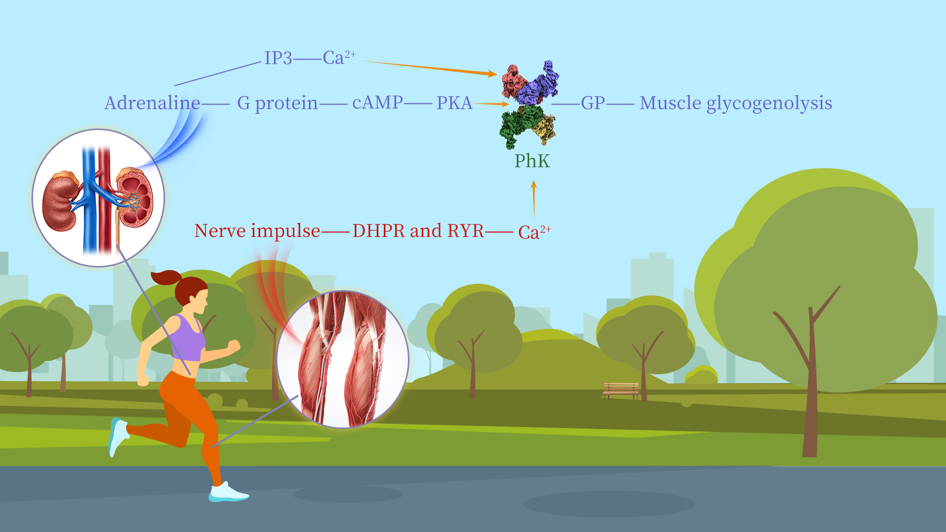 Researchers uncover key mechanism of human phosphorylase kinase regulation by phosphorylation and Ca2+