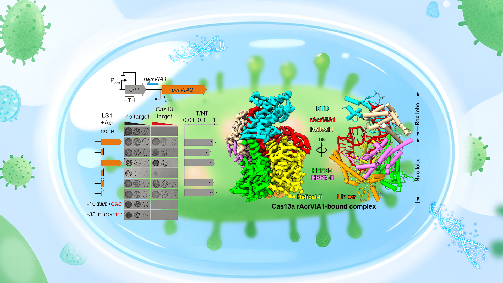 Researchers discover RNA that mimics crRNA to inhibit CRISPR-Cas13
