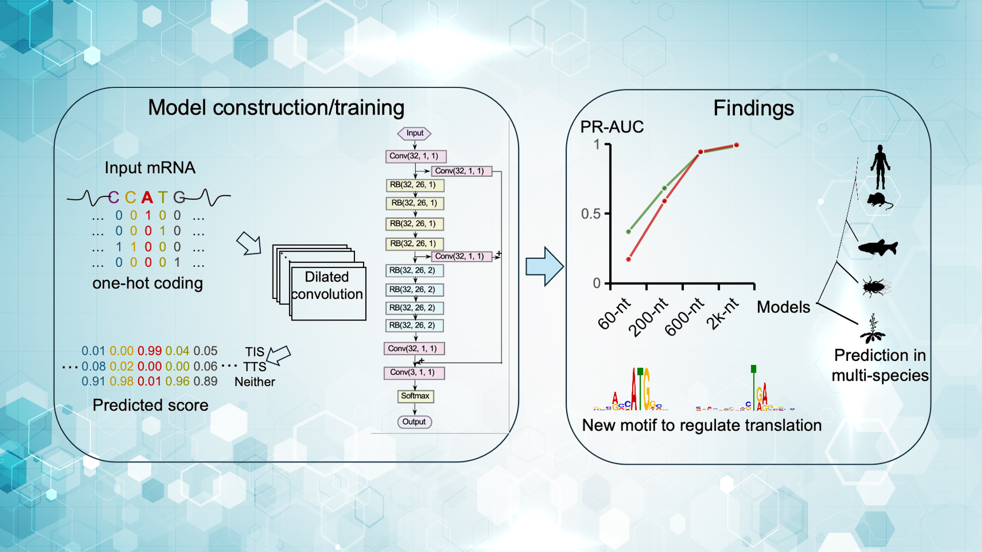 TranslationAI: Deep learning model unveils hidden rules of RNA translation