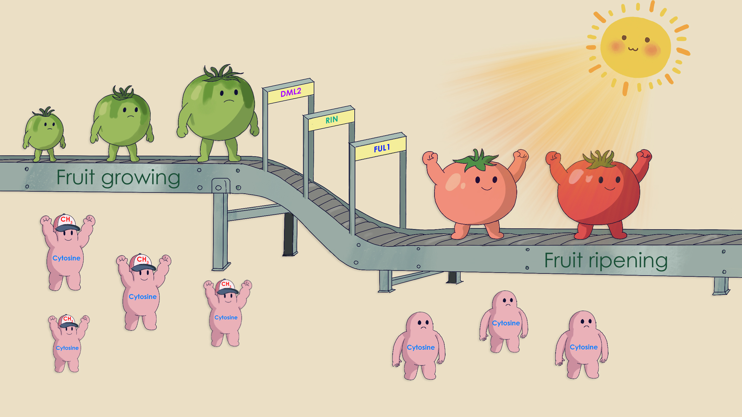 Researchers uncover new mechanism of epigenetic regulation in tomato fruit ripening