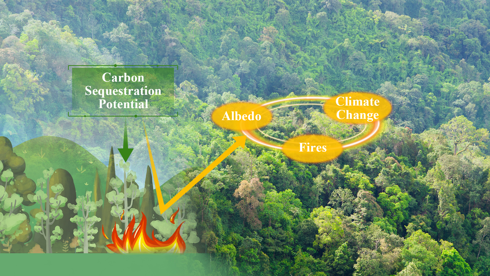 Why targeted forestation matters: Unlocking carbon mitigation potential requires considering of albedo and fires