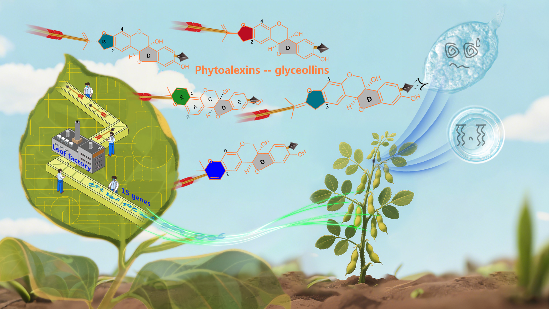 Researchers develop high-yield plant chassis for green biosynthesis of soybean phytoalexins