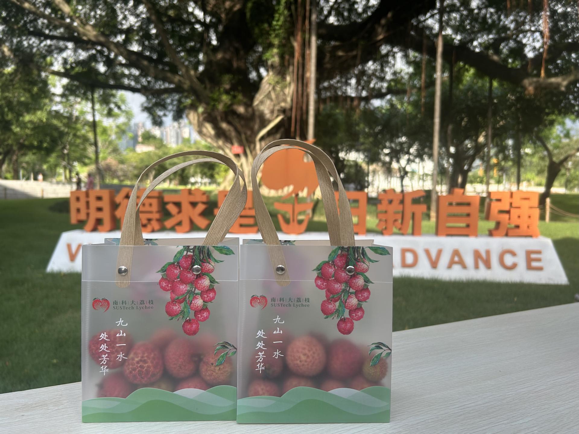 Lychee harvest on campus brings summer sweetness to SUSTech