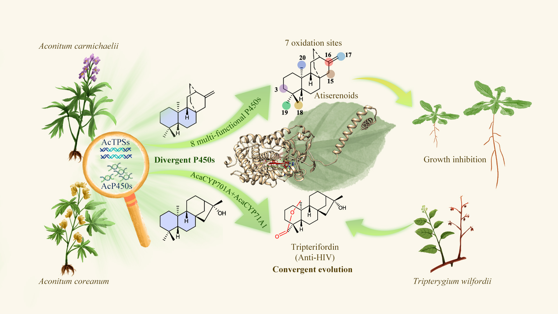 Decoding how Aconitum produces anti-HIV and growth-regulating molecules