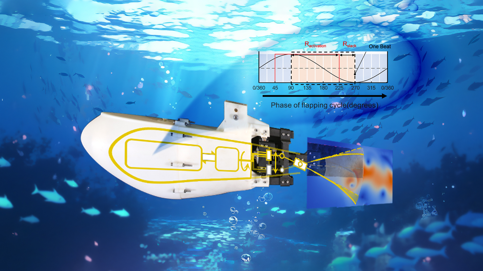Rhythmic muscle activation drives efficient robotic fish propulsion