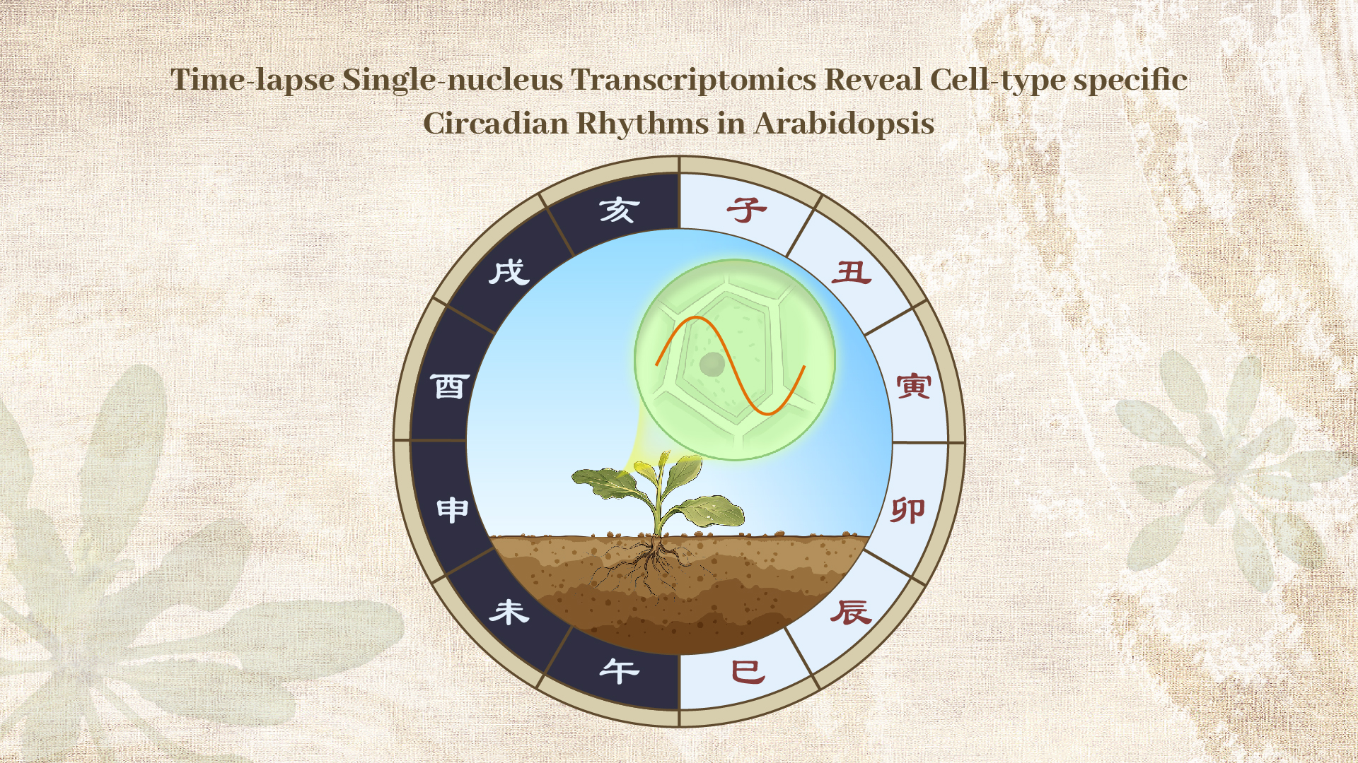 Single-cell circadian atlas reveals timing differences across plant cell types